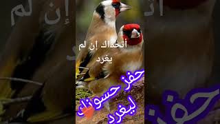 #أنثى الحسون #Chardonneret femelle #Female Goldfinch #Jilguero hembra #Pintassilgo Feminino #saka