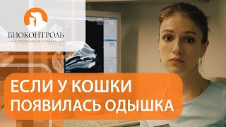 🐱  Одышка у кошки  - причины и методы устранения проблемы. Одышка у кошки. Биоконтроль. 12+