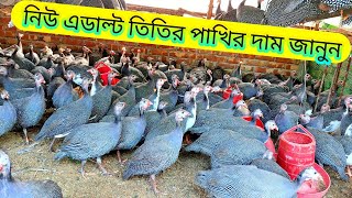 তিতির পাখির দাম জানুন,titir pakhir dam janun,ullapara Sirajganj #01999665565