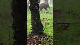 ആന എന്ത് കാട്ടാനാ 😂എനിക്ക് പേടിയില്ല #trending #trendingvideo #elephant #athirappillywaterfalls 🔥