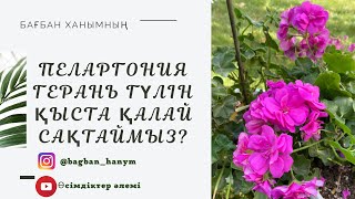 Пеларгония. Қазтамақ гүлі. Герань гүлін қыста қалай сақтаймыз.