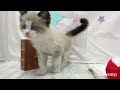 ペットショップ犬の家＆猫の里 イオン小牧店【生体番号　150930】【種類　ラグドール　】