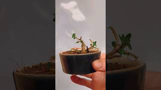 Phá 1 cây, được 4 cây - Phiêu Du Bonsai