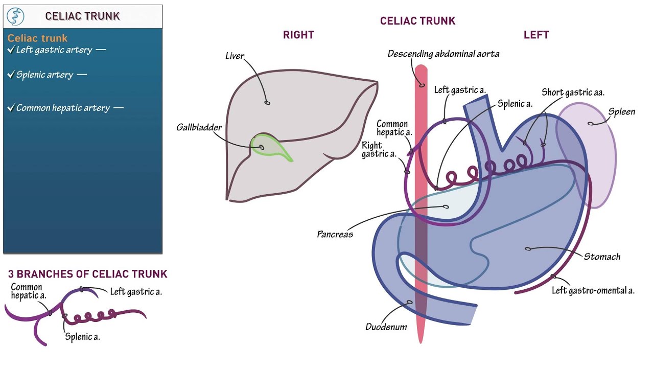 Celiac Trunk Anatomy - Anatomical Charts & Posters