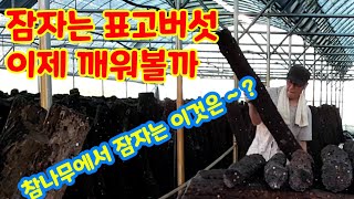 참나무 표고버섯 깨우기