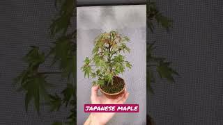 【初秋のモミジ(Japanese maple)】【しゃけの盆栽】