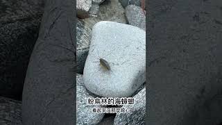 粉鳥林的海蟑螂