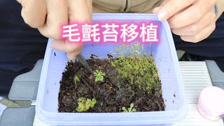 毛氈苔移植【2023/04/09】