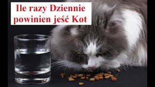 Ile Razy dziennie karmić KOTA