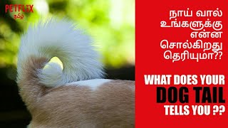 10 SURPRISING THINGS !! DOG TAILS TELLING US  |  உங்கள் நாய் வால் உங்களுக்கு என்ன சொல்கிறது?