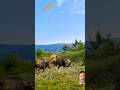 Bison vs. Lion Animals' Confusing Behavior Fantastic Beasts on Tik Tok Lion #funny #animals