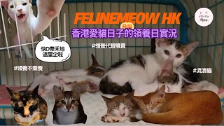 FELINEMEOW HK參與香港愛貓日子的領養日實況 - 店長嗎菲又係點返黎？愛護動物 ｜不棄養｜流浪動物｜寵物｜Cat Adoption Day｜Lovecats.Everyday｜貓奴