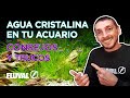 Cómo mantener el agua del acuario cristalina - Trucos Fluval