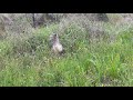 Koala casually sets off for a walk