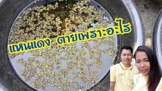 สาเหตุที่แหนแดงตาย เป็นเพราะอะไร