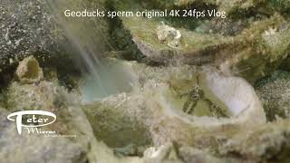 geoduck spawning in winter, rare underwater event