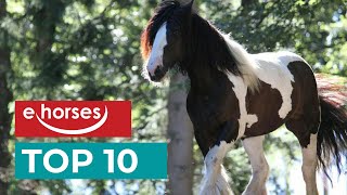 Top 10 most beautiful gypsy horse