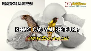 SEPUTAR PERAWATAN | KENDALA KENARI BETINA TIDAK MAU BERTELUR