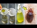 Make this homemade bed bug spray directly from your kitchen to get rid of bed bugs in one day