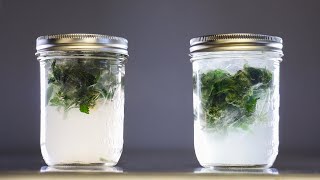 How to Test Wash New Strains in 10-15 mins