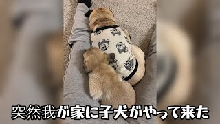 多頭飼いをする前に【パグのナッツ】貴重な体験をさせて下さったブリーダーさんに感謝