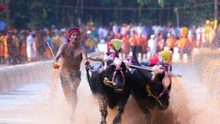 Kambala Practice - 2019 || Team Kolake Irvattur || Details in Description