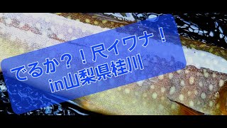 でるか?!尺イワナ in山梨県桂川