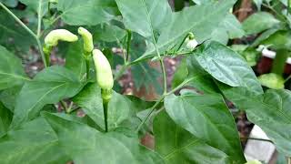 കാന്താരി മുളക് ധാരാളം ഉണ്ടാകാൻ | How To Grow Chilly in Tropical Weather Kerala Florida