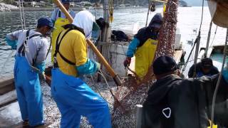 山口県　万能調味料　無添加 三つ星　美味しい　醤油　魚醤　カタクチイワシ　アンチョビ　地域限定商品