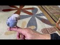 うさぎがインコと初対面を果たした緊張の瞬間がこちらです。　 no.679