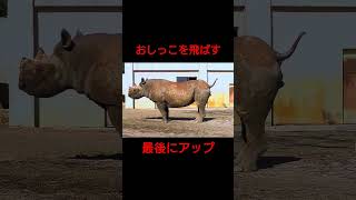 後ろにおしっこを飛ばすクロサイ #shorts