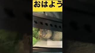 おはようレオパ #かわいい #ペット #ペット動画 #レオパ #レオパードゲッコー #動物 #可愛い #爬虫類 #爬虫類飼育 #ヤモリ