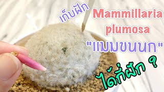 [ Rookie P ] EP113 : How to เก็บฝัก Mammillaria Plumosa \