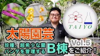 【太陽園芸 Vol.5】今回は珍種のラン、様々なバンダをB棟よりご紹介いたします！