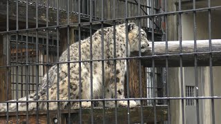 ユキヒョウ　リーベちゃん　雨の日は元気です　【浜松市動物園】Snow leopard Ribe-chan Hamamatsu Zoo