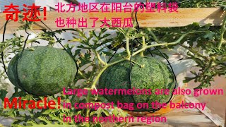 奇迹-在北方寒冷地区用塑料袋，塑料桶在阳台种出了大西瓜/Miracle - Large watermelons are grown in compost bag on the balcony