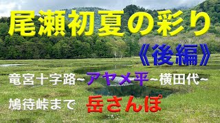 尾瀬初夏の彩り《後編》鳩待峠〜竜宮十字路までの《前編》に続き、長沢新道からアヤメ平の様子を中心に鳩待峠までの周回ルートを紹介します。