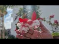 how to grow and care fuchsia plant flowering plant for cold areas fun gardening