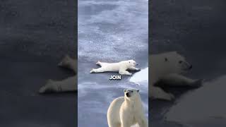 Incredible Survival: How #PolarBears Cross Thin Ice! 😱🐾#shorts