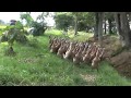 Serunya Mengisi Liburan Dengan Angon Bebek