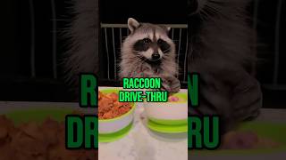 This Raccoon Has A Personal Drive-Thru! #shorts #raccoon #animals #funny