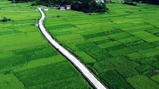 Green Rice Field | Nambaran, Bacarra