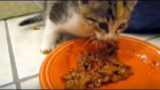 「これは私の！」小さな体でご飯を必死に守る子猫に釘づけ♡