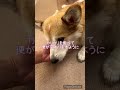 カリカリ食べた！！食べましたー！ corgi 癒し コーギー かわいい シニア犬との暮らし 愛犬 可愛い コーギー犬 shorts 介護犬