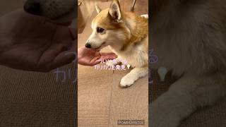 カリカリ食べた！！食べましたー！ #corgi #癒し #コーギー #かわいい #シニア犬との暮らし #愛犬 #可愛い #コーギー犬 #shorts #介護犬