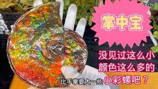 掌中宝双面全彩极品斑彩螺@Naturalgemscanada