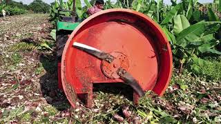 Banana on Field Plant Cutter