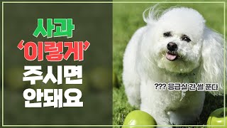 강아지에게 좋은 음식 사과 올바른 급여방법