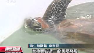 20130814公視晚間新聞－海生館收容綠蠵龜 半數誤食魚鉤