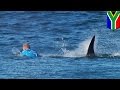 Shark attacks pro surfer Mick Fanning at J-Bay Open in South Africa - TomoNews